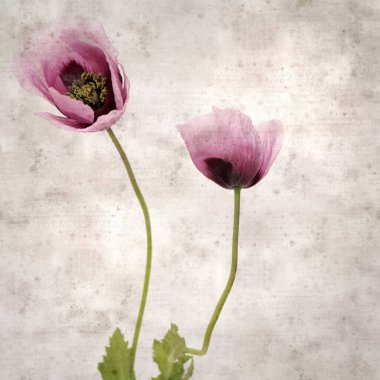 Pembe haşhaş Papaver somniferum ile süslü eski kağıt kare arka plan