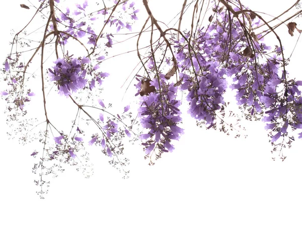 Bloemen Van Blauwe Jacaranda Jacaranda Mimosifolia Geïsoleerd Wit — Stockfoto