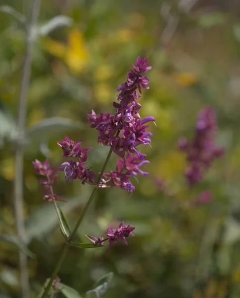 Flora Gran Canaria Salvia Canariensis Canary Island Sage Natural Macro — Stock Photo, Image