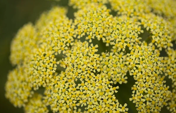 Flora Gran Canaria Todaroa Montana Pianta Endemica Delle Isole Canarie — Foto Stock