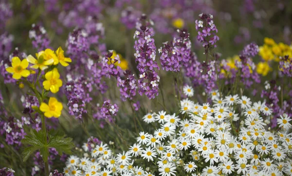 グラン カナリアの花 カンブレスの最大4月の開花 グラン カナリアの頂上 異なる色の花で覆われた山の斜面 — ストック写真