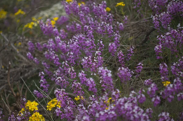 Flora Van Gran Canaria Lila Bloemen Van Kruisbloemplant Erysimum Albescens — Stockfoto
