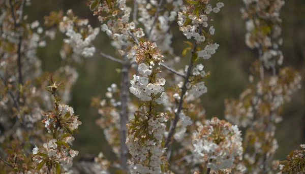 Horticultura Gran Canaria Árvores Frutíferas Florescendo Primavera Março Fundo Floral — Fotografia de Stock