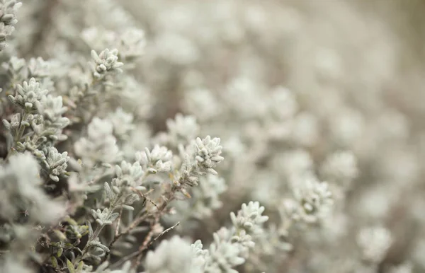 Flora Gran Canaria Micromeria Varia Erva Chamada Localmente Tomilho Endémica — Fotografia de Stock