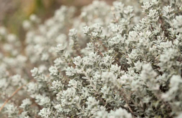 Flora Von Gran Canaria Micromeria Varia Lokal Thymian Genannt Endemisch — Stockfoto