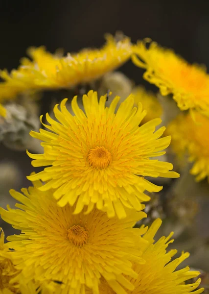 グラン カナリアの花 ソンクス アカウリス カナリア諸島中部特有のアザミの種自然マクロな花の背景 — ストック写真