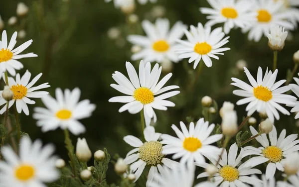 Flora Gran Canaria Argyranthemum Margarida Endémica Das Ilhas Canárias — Fotografia de Stock