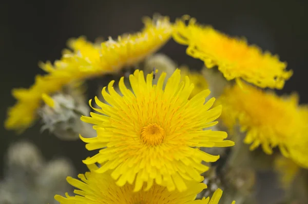 グラン カナリアの花 ソンクス アカウリス カナリア諸島中部特有のアザミの種自然マクロな花の背景 — ストック写真