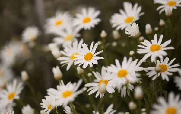 Flora Gran Canaria Argyranthemum Margarida Endémica Das Ilhas Canárias — Fotografia de Stock