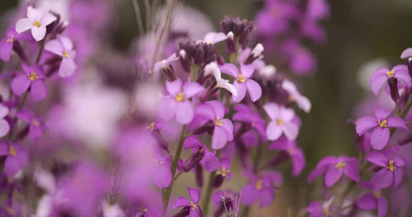 十字花科植物Erysimum Albescens的大加那利亚 丁香花植物 岛上特有的自然大花背景 — 图库照片