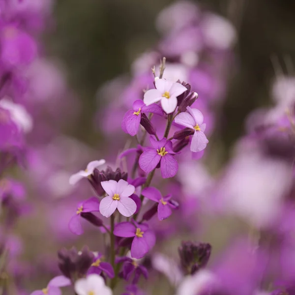 グラン カナリアの花 フリル状の花の十字型植物島の自然マクロな花の背景に固有のErysimum Albescens — ストック写真