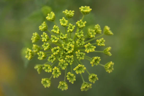 Flora Gran Canaria Todaroa Montana Planta Endémica Das Ilhas Canárias — Fotografia de Stock