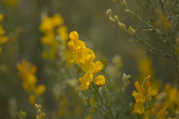 Χλωρίδα Της Gran Canaria Έντονα Κίτρινα Άνθη Της Teline Microphylla — Φωτογραφία Αρχείου