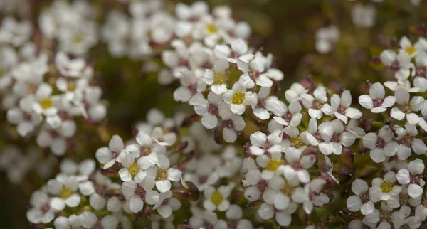 Flora Gran Canarii Małe Krzyżówki Lobularia Canariensis Endemiczne Dla Wysp — Zdjęcie stockowe