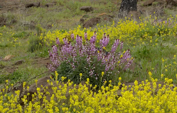 Flora Van Gran Canaria Lila Bloemen Van Kruisbloemplant Erysimum Albescens — Stockfoto