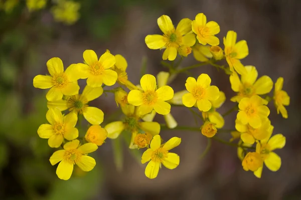 Gran Canaria Dan Flora Ranunculus Cortusifolius Parlak Sarı Çiçekleri Kanarya — Stok fotoğraf