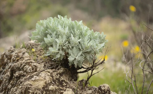 Flora Von Gran Canaria Tanacetum Ptarmiciflorum Silbernes Stiefmütterchen Auf Der — Stockfoto