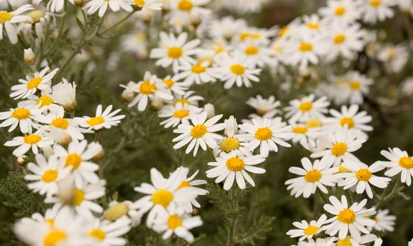 Flora Gran Canaria Argyranthemum Marguerite Daisy Endemic Canary Islands — Stock Photo, Image