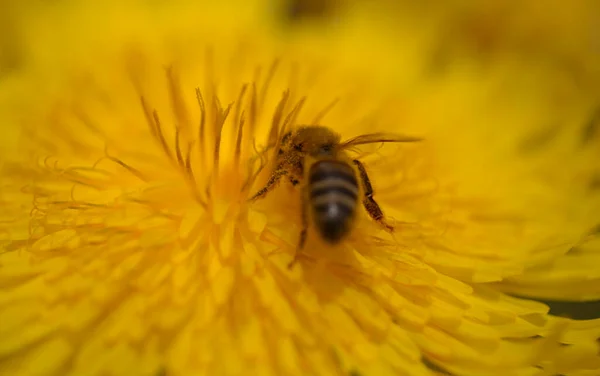 Flora Gran Canaria Sonchus Acaulis Cardo Siembra Endémico Del Centro — Foto de Stock