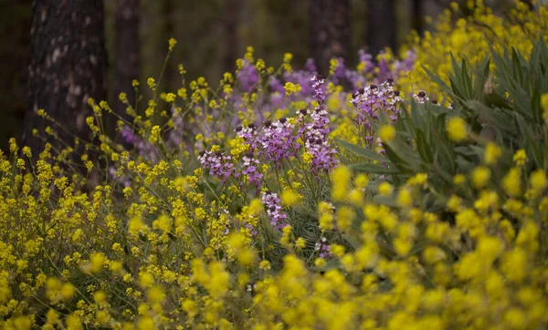 Flora Van Gran Canaria Lila Bloemen Van Kruisbloemplant Erysimum Albescens — Stockfoto