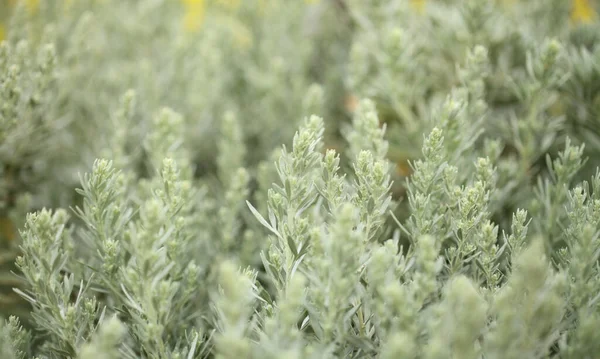 Flora Gran Canaria Artemisia Thuscula Lokalt Kallad Rökelse Grund Dess — Stockfoto