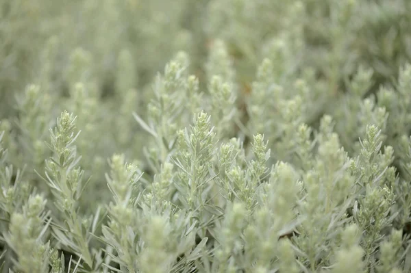 Flora Gran Canaria Artemisia Thuscula Місцева Назва Пахощі Через Високоароматичні — стокове фото