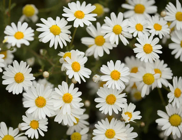 Flora Gran Canaria Argyranthemum Margarida Endémica Das Ilhas Canárias — Fotografia de Stock