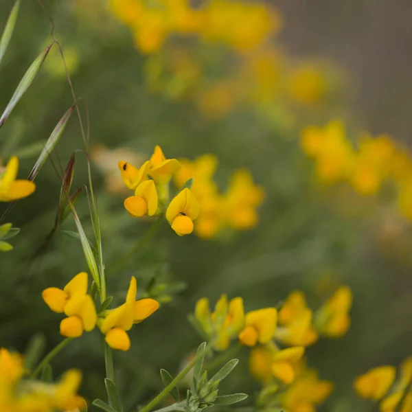 Flora Gran Canaria Lotus Spartioides Endemic Island Natural Macro Floral — Stock Photo, Image