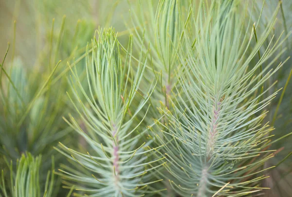 Flora Gran Canaria Pinus Canariensis Pinheiro Canário Resistente Fogo Capaz — Fotografia de Stock