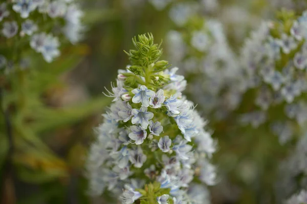 Flora Gran Canaria Echium Decaisnei Bugloss Branco Endémico Das Ilhas — Fotografia de Stock