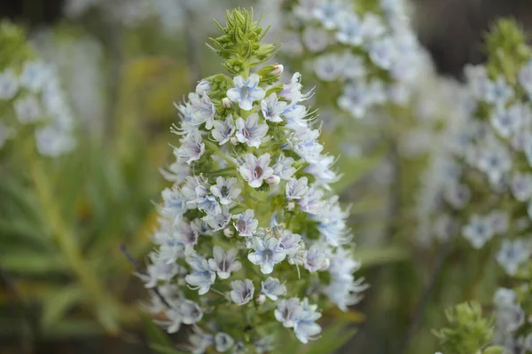 Flora Gran Canaria Echium Decaisnei Vit Bugloss Endemisk Till Öarna — Stockfoto