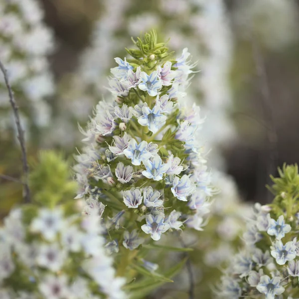 Flora Gran Canaria Echium Decaisnei Vit Bugloss Endemisk Till Öarna — Stockfoto