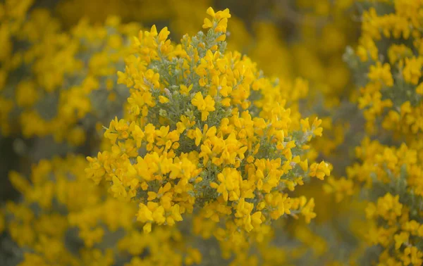 Flóra Gran Canaria Jasně Žluté Květy Teline Mikrofylu Koště Endemické — Stock fotografie