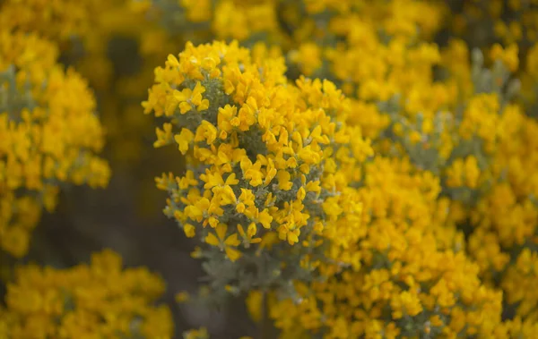 Flora Von Gran Canaria Leuchtend Gelbe Blüten Von Teline Microphylla — Stockfoto