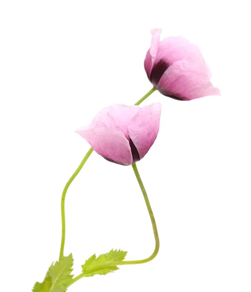 Flora Gran Canaria Pink Papaver Somniferum Poppy Isolated White — Stock Photo, Image