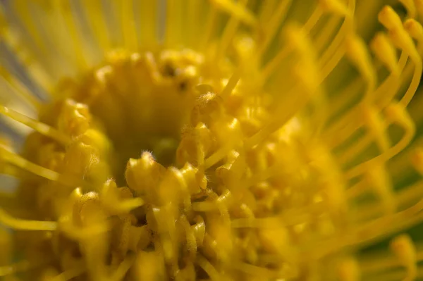 Amarelo Leucospermum Catherinae Catherine Wheel Protea Natural Macro Floral Fundo — Fotografia de Stock