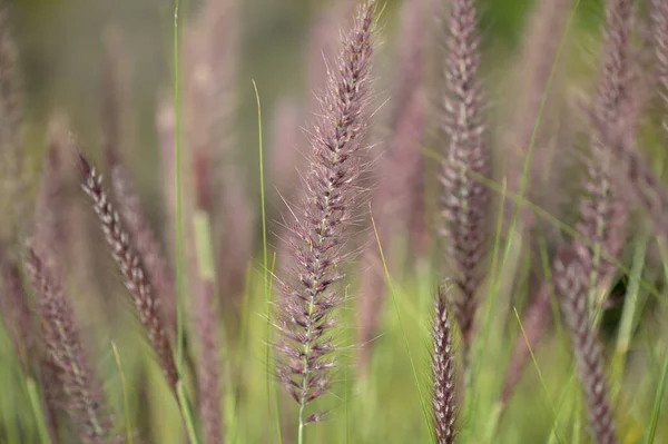 Flora Gran Canaria Cenchrus Setaceus Erba Cremisi Specie Altamente Invasive — Foto Stock