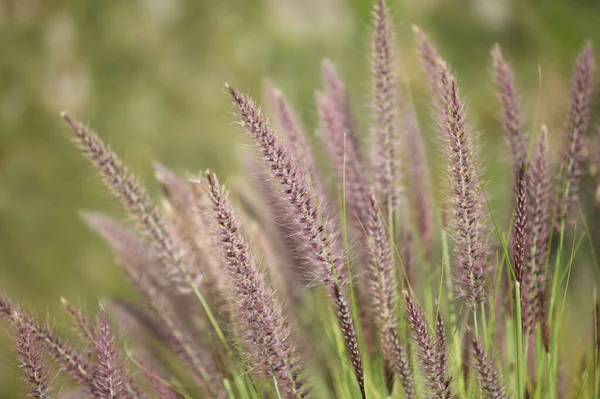 Flora Gran Canaria Cenchrus Setaceus Erba Cremisi Specie Altamente Invasive — Foto Stock