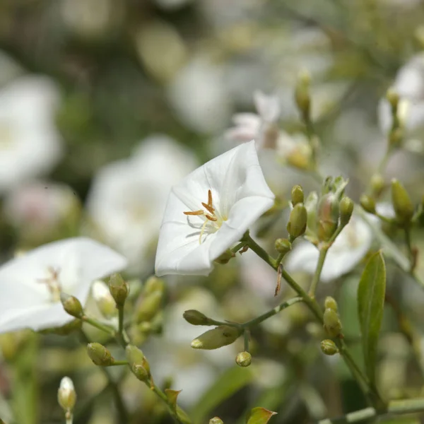 Flora Gran Canaria Convolvulus Floridus Plant Endemic Canary Islands Natural — Stock Photo, Image