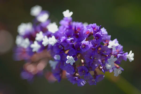 Flora Gran Canaria Limonium Preauxii Sea Lavender Endemic Island — Stock Photo, Image