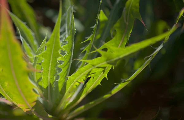 Flora Gran Canaria Folhas Babcockia Platylepis Planta Endémica Ilha Fundo — Fotografia de Stock