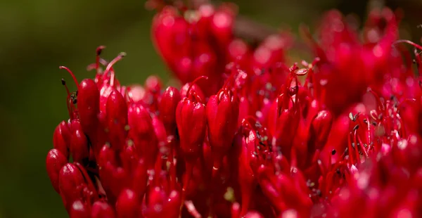 Czerwone Kwiaty Brachypetala Schotia Płacząca Boer Bean Naturalne Makro Kwiatowe — Zdjęcie stockowe