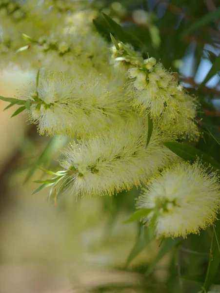 Floraison Melaleuca Pallida Brosse Bouteille Citron Fond Macro Floral Naturel — Photo