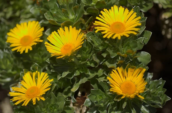 Флора Фуэртевентура Asteriscus Sericeus Канарский Остров Ромашки Шелковистой Серебристой Листьев — стоковое фото