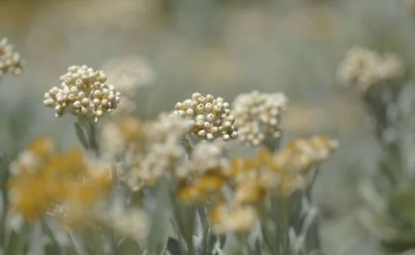 Χλωρίδα Του Lanzarote Helichrysum Gossypinum Βαμβάκι Αιώνιο Ευπαθή Είδη — Φωτογραφία Αρχείου