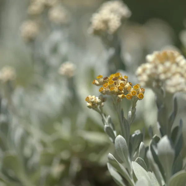 Флора Лансароте Helichrysum Gossypinum Вечная Вата Уязвимые Виды — стоковое фото