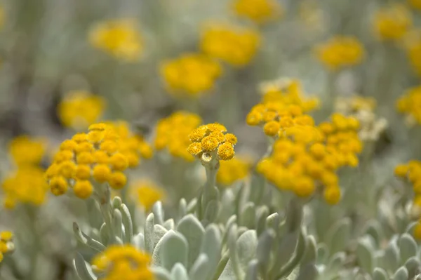 Χλωρίδα Του Lanzarote Helichrysum Gossypinum Βαμβάκι Αιώνιο Ευπαθή Είδη — Φωτογραφία Αρχείου