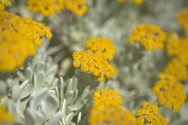 Flora Lanzarote Helichrysum Gossypinum Bomull För Evigt Sårbara Arter — Stockfoto