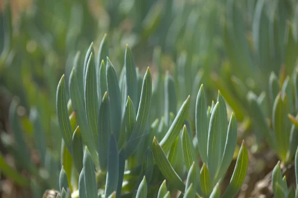 Curio Repens Aga Blue Finger Plant Attractive Succulent Leaves Natural — Stock Photo, Image