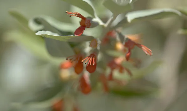Flora Gran Canaria Flowering Teucrium Heterophyllum Species Germander Endemic Macaronesia — Stock Photo, Image